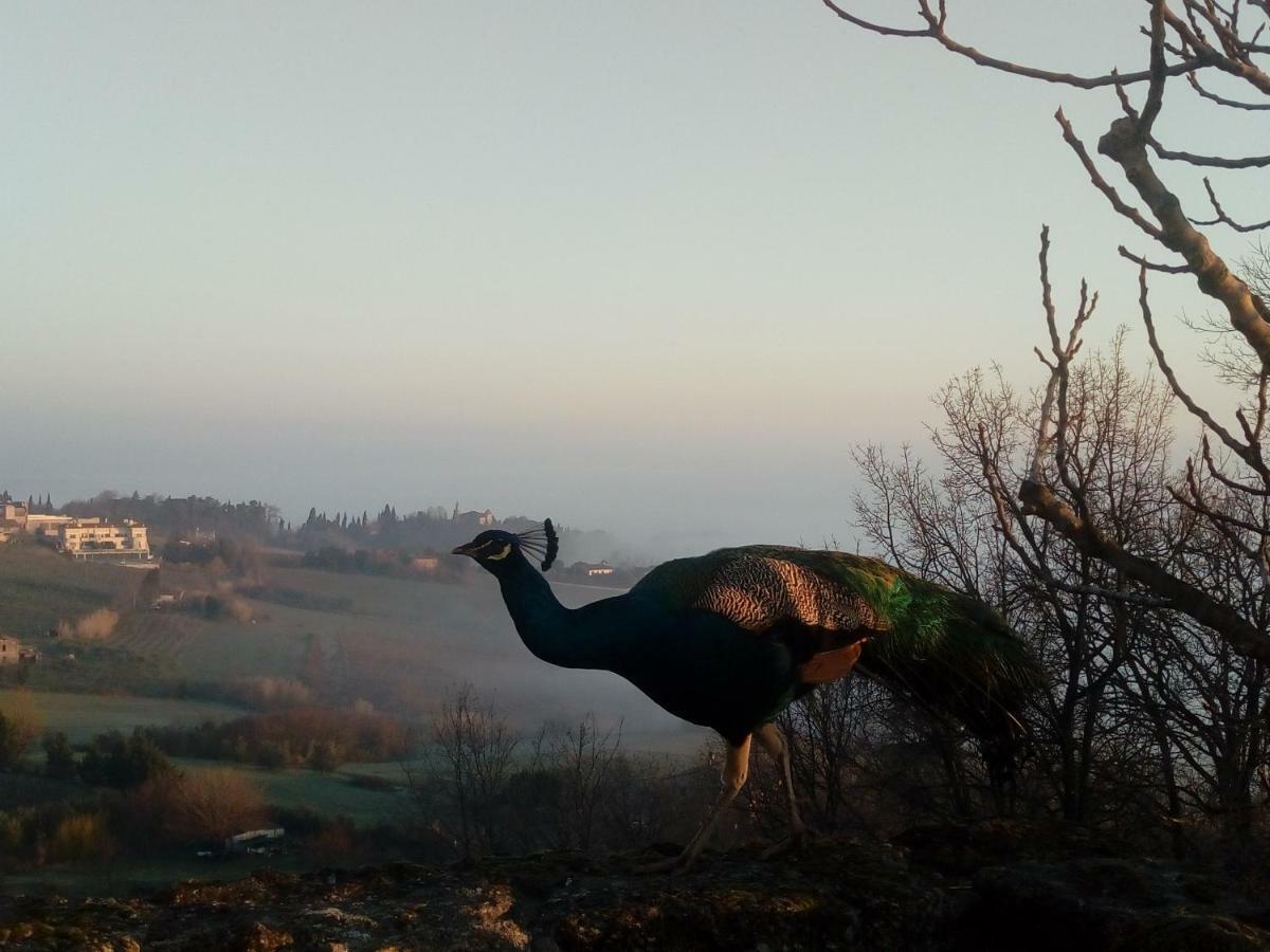 La Cana Dolce Bertinoro Luaran gambar